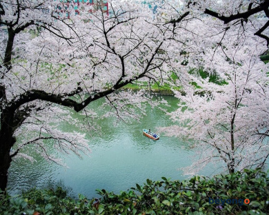 Shangri-La Tokyo 5